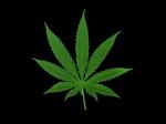 ganja[1]
