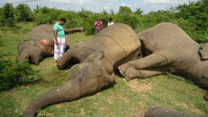 121130123813_elephants_batticaloa1_304x171_bbc_nocredit[1]