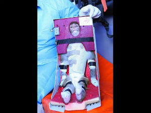 29-iran-space-monkey-300[1]