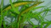 130711170541_pipe_fish_384x216_bbc_nocredit[1]