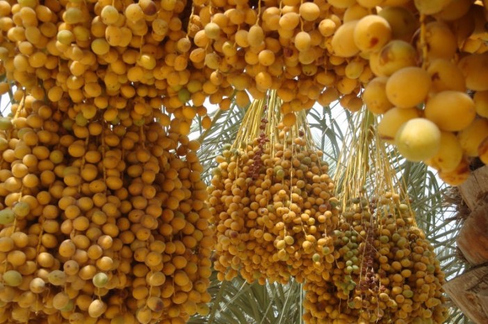 dates