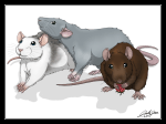 rats