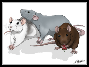 rats
