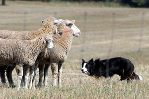sheep