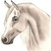 Arabian-Horse-drawing-22114114-1368-1360[1]