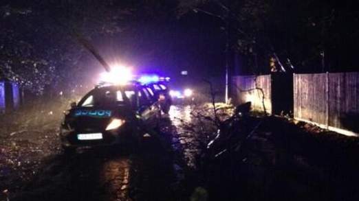 east-sussex-police-tree-police-car-1-522x293[1]