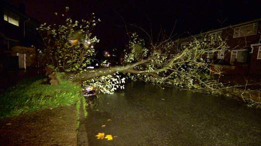 felled-tree-credit-simon-fo-1-522x293[1]