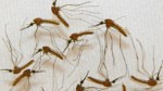 malaria_mosquitos