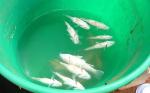 RainingFish_1588303c[1]