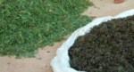 weed