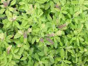 18-1384778703-4-basil[1]