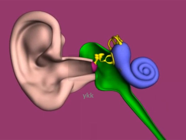 ear