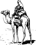 camel