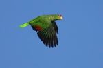 parrot