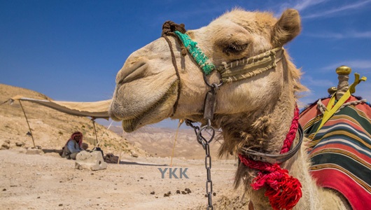 Camel