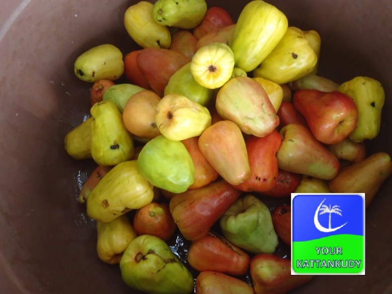 cashew (2)