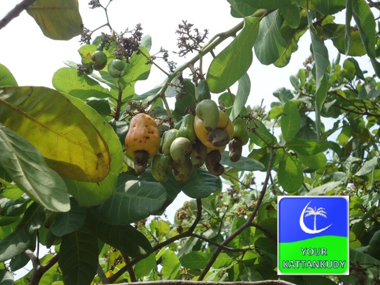 cashew (4)