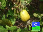 cashew