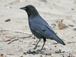 crow