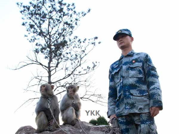 monkey