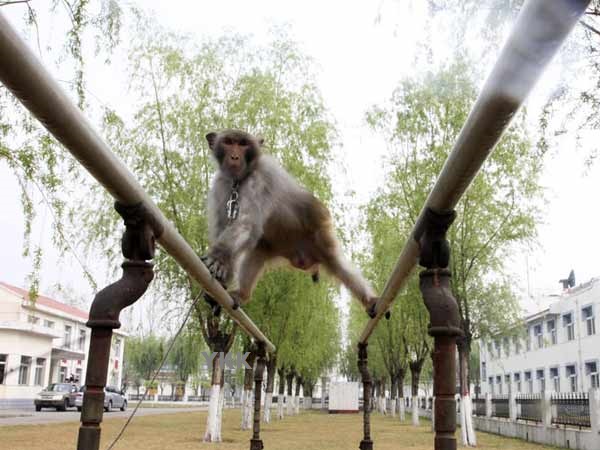 monkey1