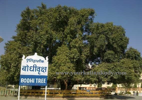 buddhagaya tree (2)