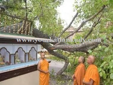 buddhagaya tree