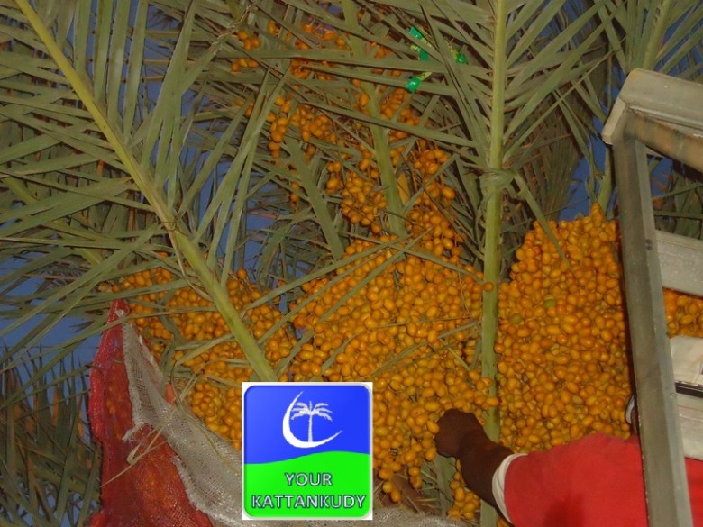 dates