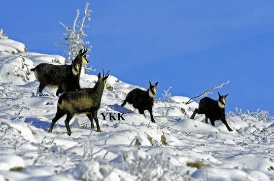 goat hunting