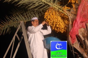 masoor date
