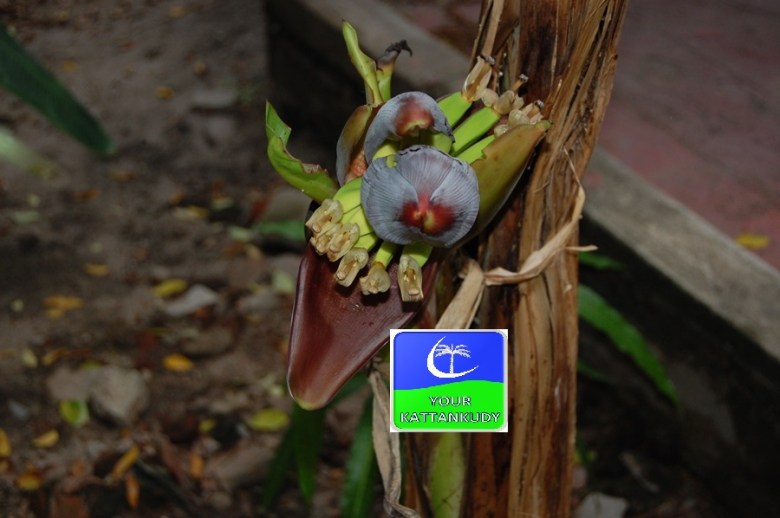 banana tree (3)