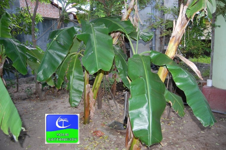 banana tree (4)