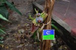 banana tree