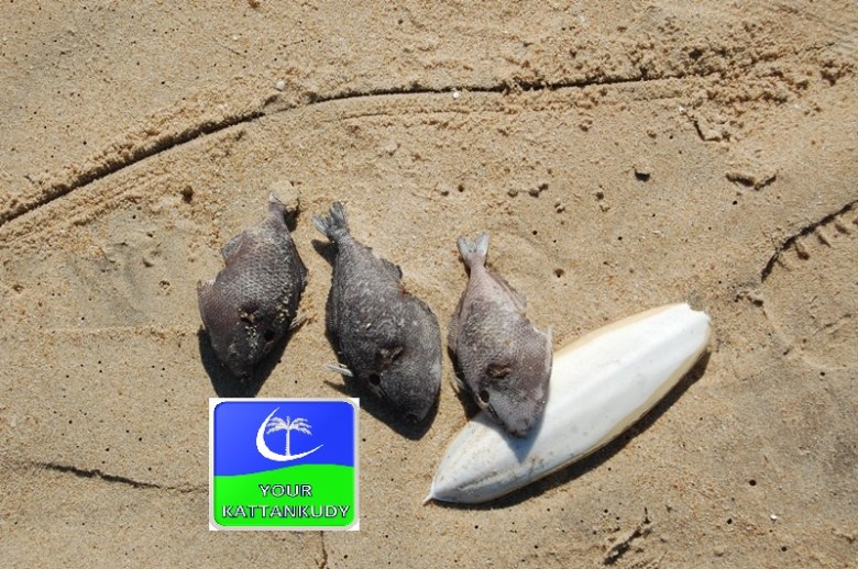 fish (2)