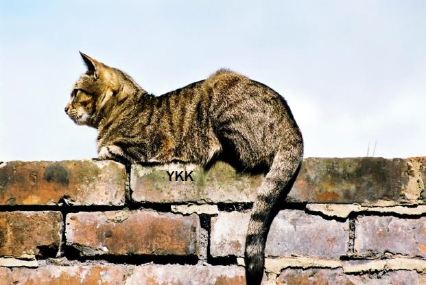 cat[1]