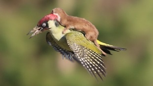 bird
