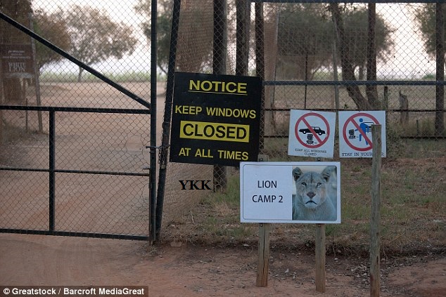 lion attack