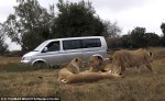 lion