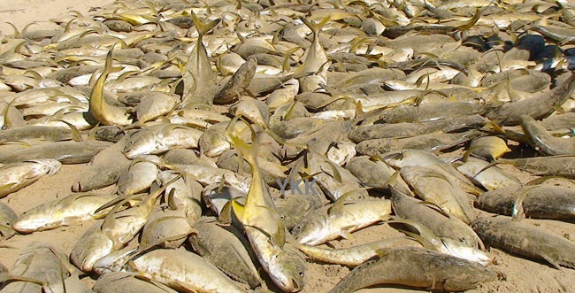 fish eravur