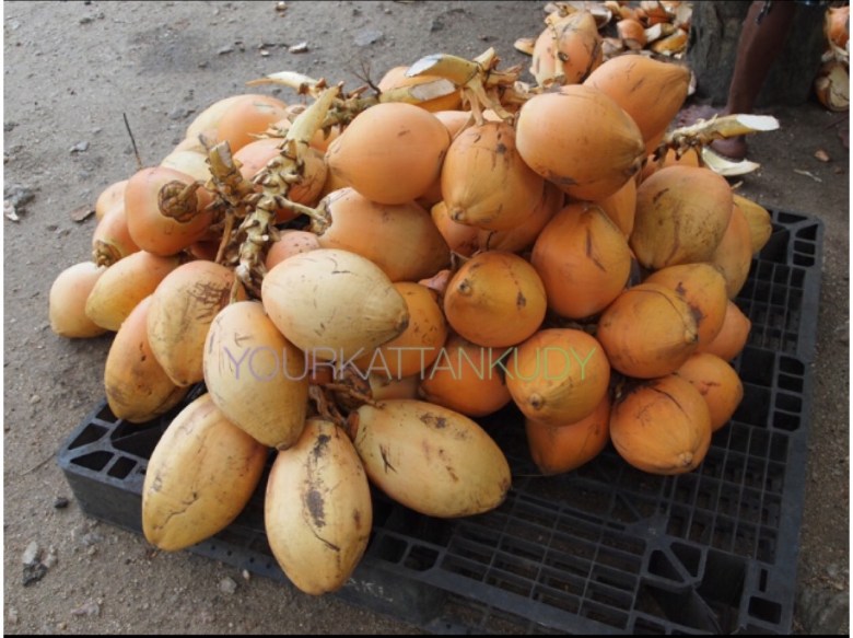 Thempili young coconut