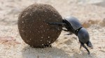 dung