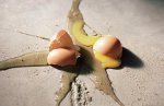 egg