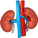 kidneys