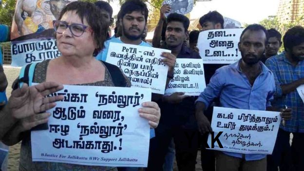 jallikkattu-jaffna