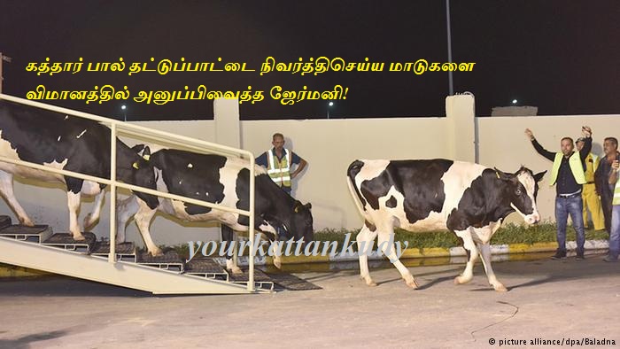cows qatar